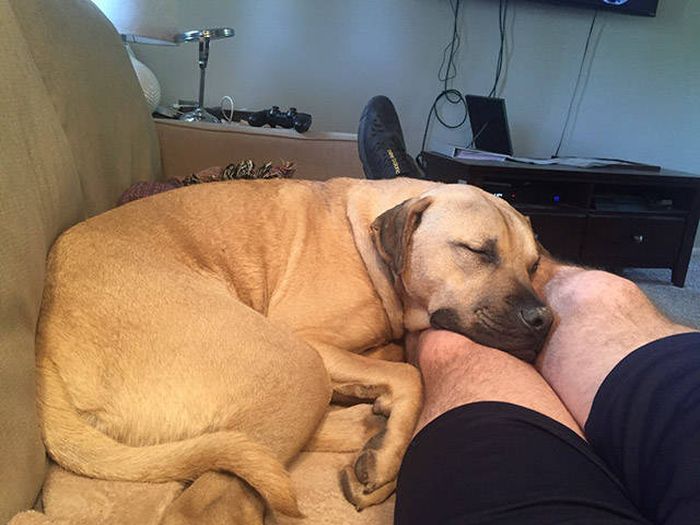 Dog Is And Always Will Be Man’s Best Friend (35 pics)