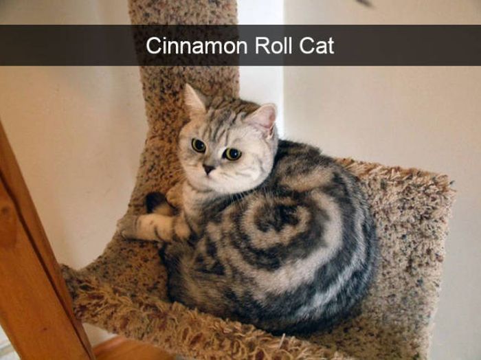 Cats Make The Best Snapchats Ever (30 pics)