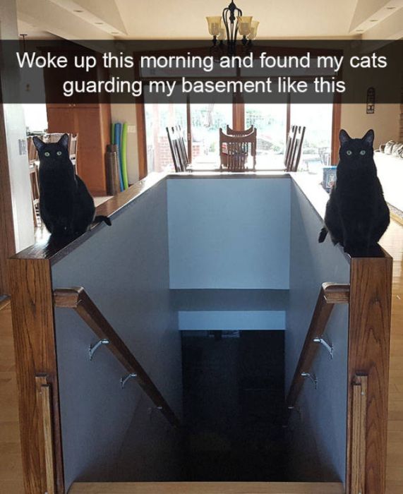Cats Make The Best Snapchats Ever (30 pics)
