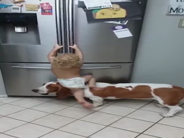 Dog Helps A Child