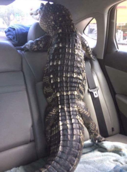Acid Picdump (103 pics)