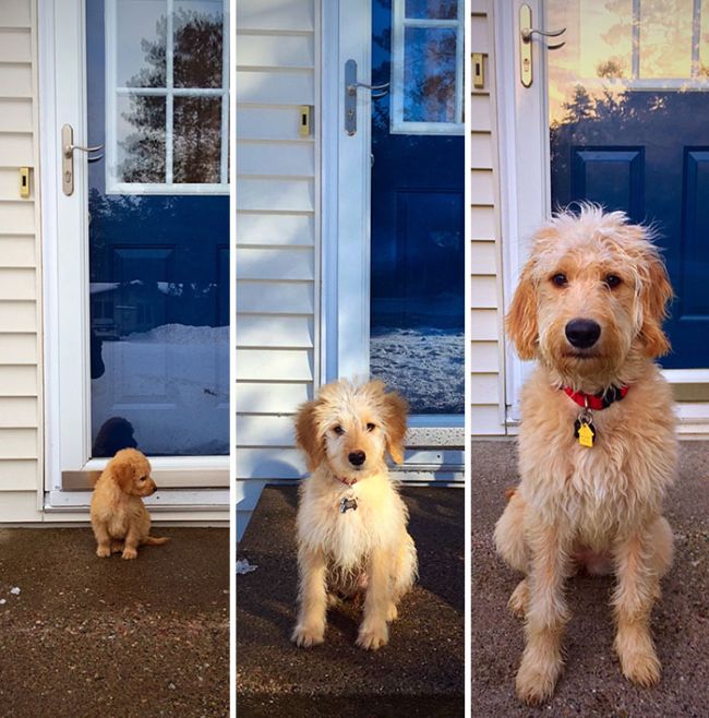 Adorable Pics Of Dogs Growing Up (21 pics)