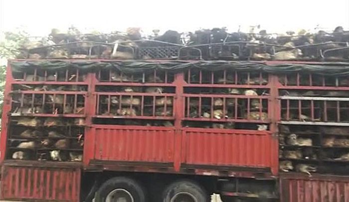 Guy Stops Truck With 1,000 Dogs About To Be Butchered (9 pics)