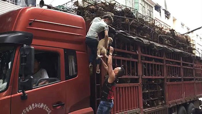 Guy Stops Truck With 1,000 Dogs About To Be Butchered (9 pics)