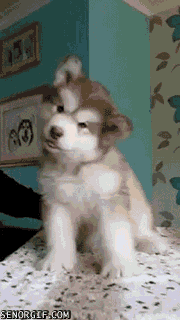 Acid Gifdump, June 27, 2017 (25 gifs)