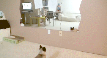 Acid Gifdump, June 27, 2017 (25 gifs)