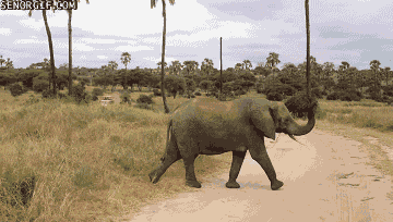 Acid Gifdump, June 27, 2017 (25 gifs)