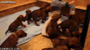 Acid Gifdump, June 27, 2017 (25 gifs)