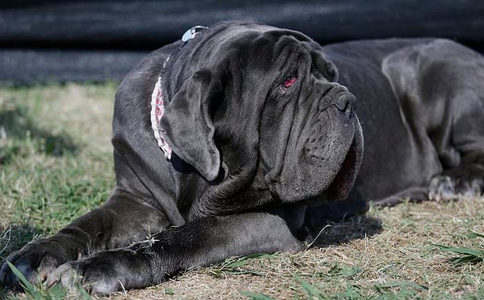 Mastiff Named Martha Wins World's Ugliest Dog Award (6 pics)