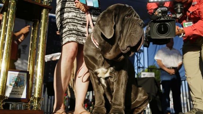 Mastiff Named Martha Wins World's Ugliest Dog Award (6 pics)