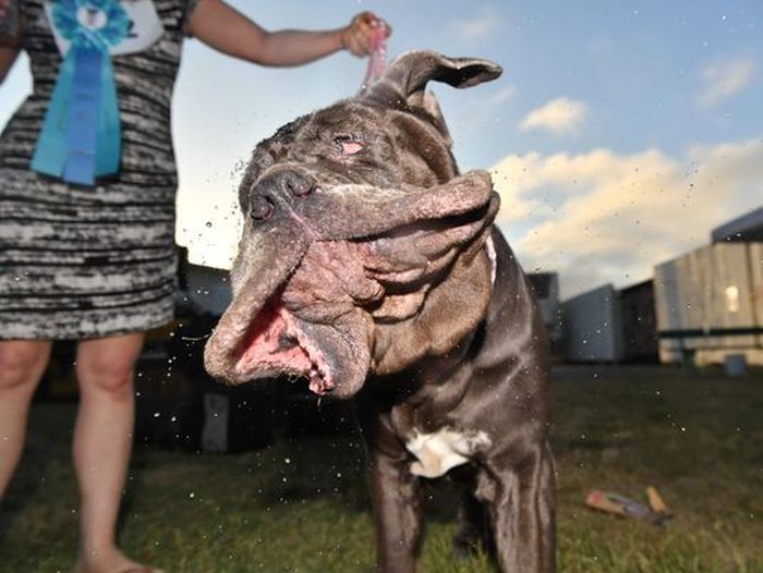 Mastiff Named Martha Wins World's Ugliest Dog Award (6 pics)