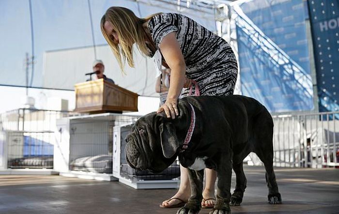 Mastiff Named Martha Wins World's Ugliest Dog Award (6 pics)