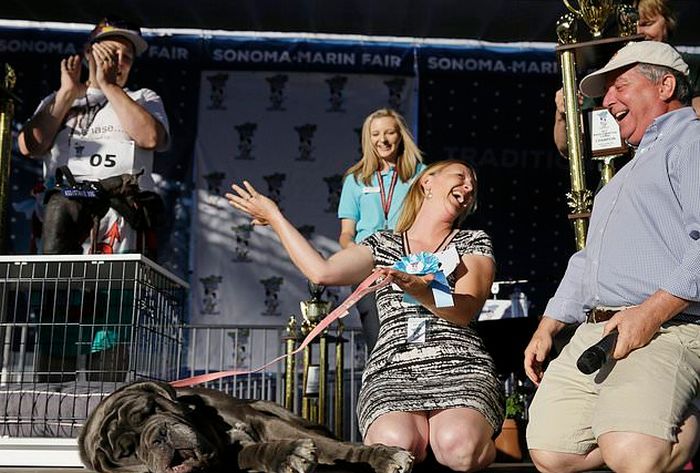 Mastiff Named Martha Wins World's Ugliest Dog Award (6 pics)