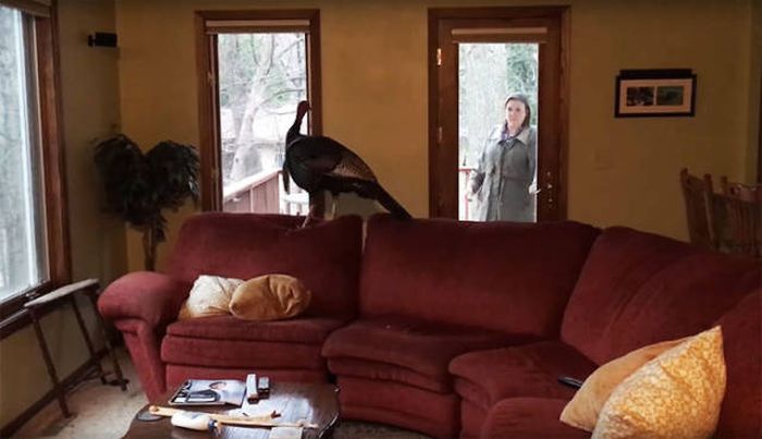 Family Returns Home To Find Unexpected Guest In Their House (7 pics)