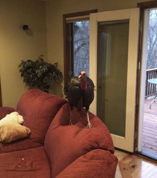 Family Returns Home To Find Unexpected Guest In Their House (7 pics)