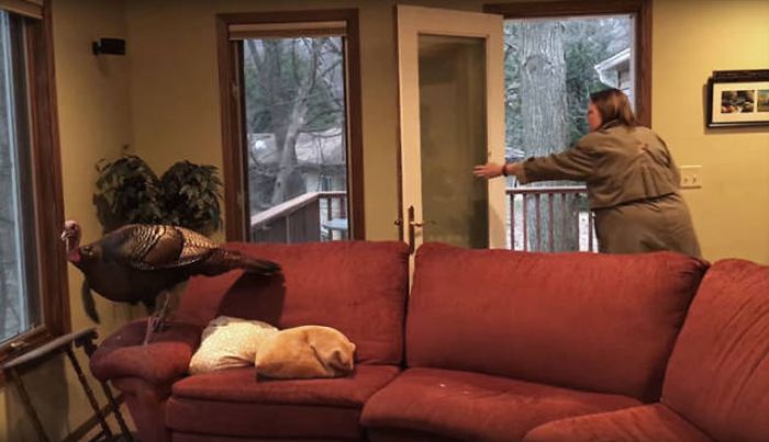 Family Returns Home To Find Unexpected Guest In Their House (7 pics)
