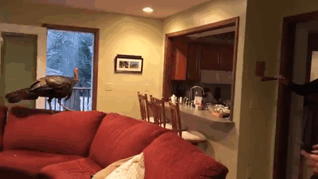 Family Returns Home To Find Unexpected Guest In Their House (7 pics)