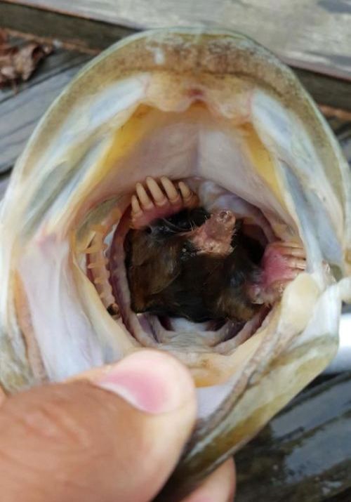 Man Catches Fish With A Mole Stuck In Its Mouth (3 pics)