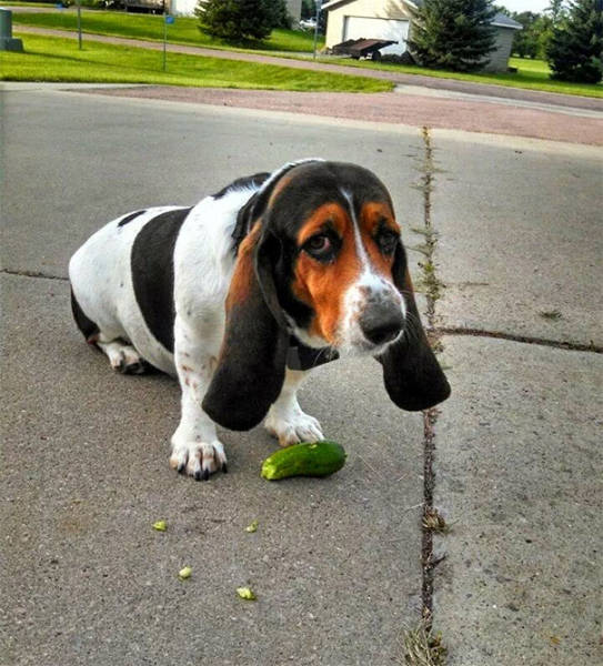 Pets Who Were Caught In The Act But Regret Nothing (38 pics)