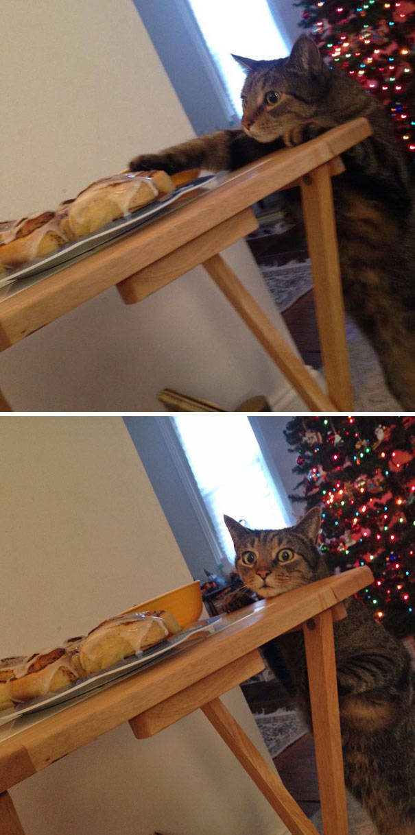 Pets Who Were Caught In The Act But Regret Nothing (38 pics)