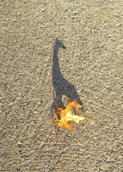 Shadows Sometimes Have Lives Of Their Own (60 pics)