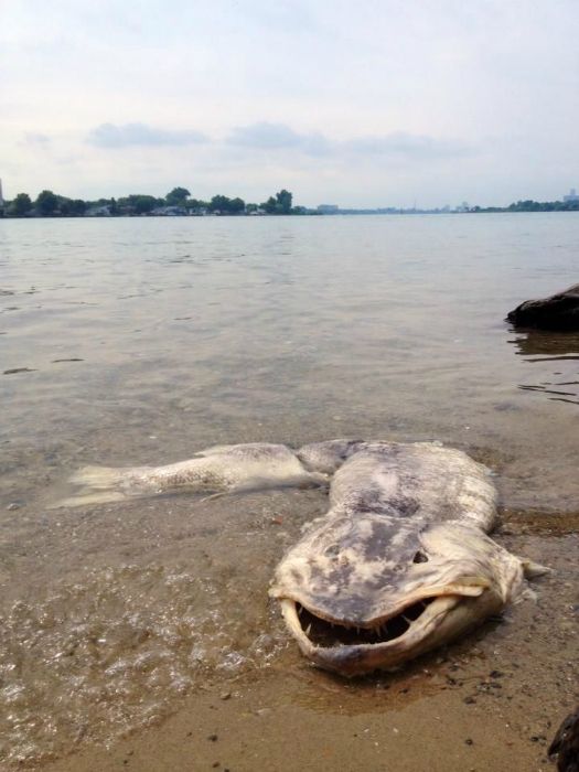 Creepy Photos That Will Make You Feel Uncomfortable (15 pics)