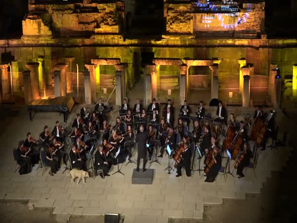 Dog And Orchestra