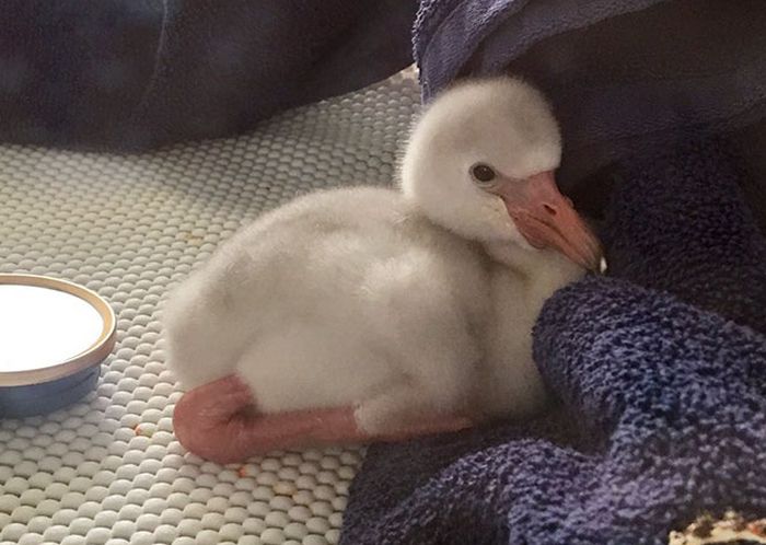 Baby Flamingo Becomes Internet Star (5 pics)
