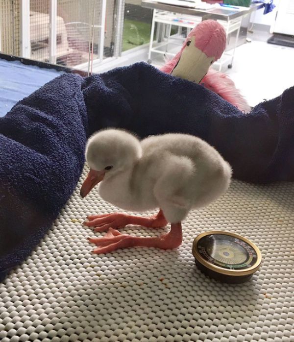 Baby Flamingo Becomes Internet Star (5 pics)