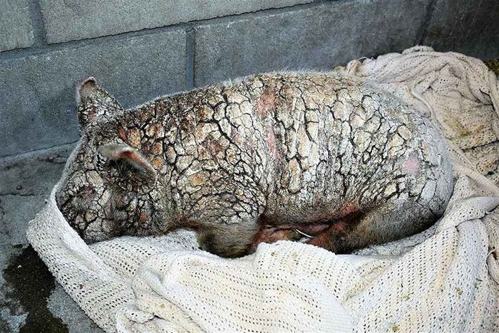Piglet Abandoned At Shelter Goes Through Miraculous Transformation (7 pics)