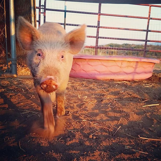 Piglet Abandoned At Shelter Goes Through Miraculous Transformation (7 pics)