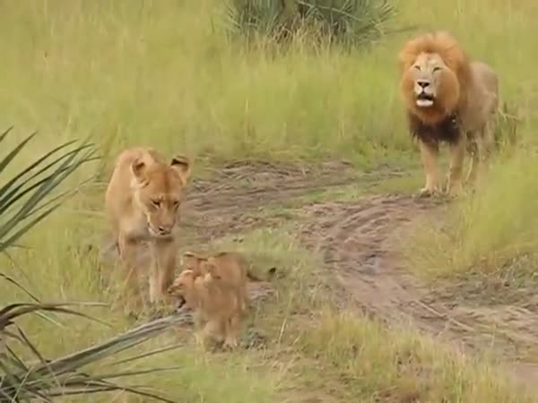 Lion Cubs Try Their Best To Roar Like Dad