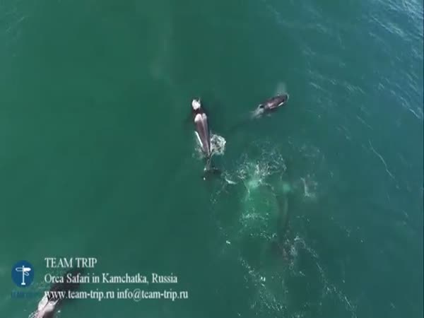 Orca Safari in Kamchatka, Russia