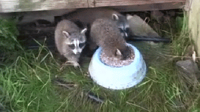 Acid Gifdump, July 06, 2017 (25 gifs)