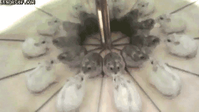 Acid Gifdump, July 06, 2017 (25 gifs)