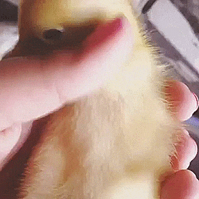 Acid Gifdump, July 06, 2017 (25 gifs)