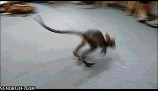 Acid Gifdump, July 06, 2017 (25 gifs)