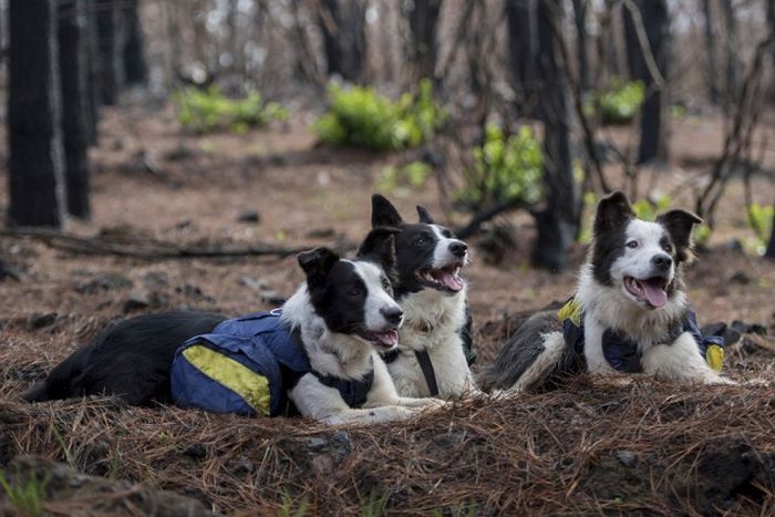 Dogs Help To Repair Burnt Forests In Chile (9 pics)