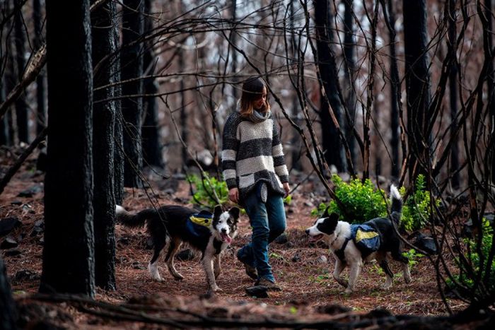 Dogs Help To Repair Burnt Forests In Chile (9 pics)