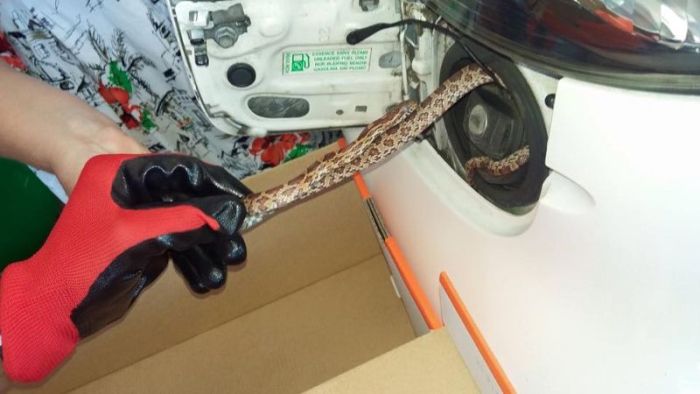 Snake Warms Up In A Gas Tank (2 pics)