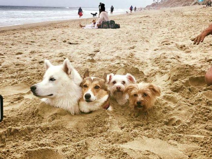 Acid Picdump (95 pics)