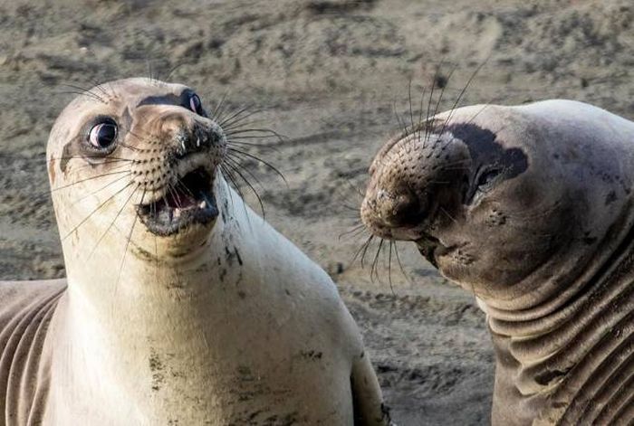 Acid Picdump (95 pics)