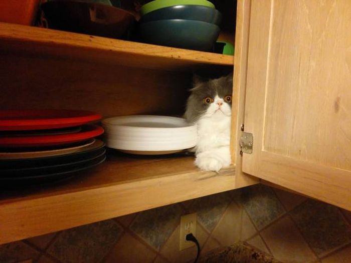 Acid Picdump (95 pics)