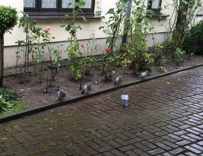 Acid Picdump (95 pics)
