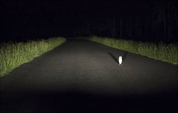Acid Picdump (95 pics)