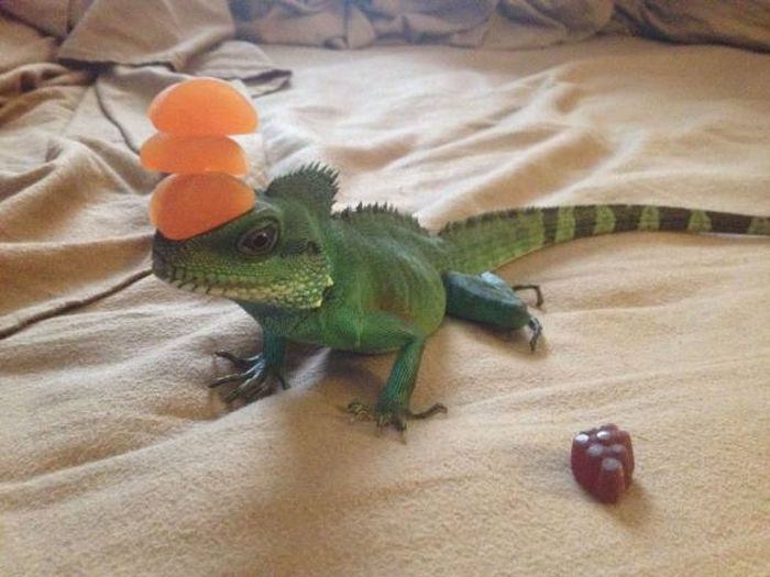Acid Picdump (95 pics)