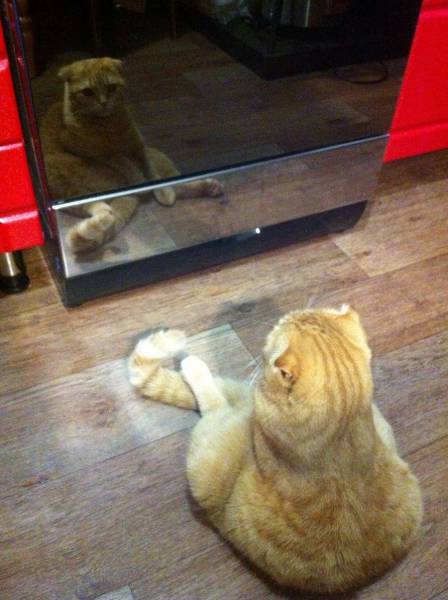 Acid Picdump (95 pics)