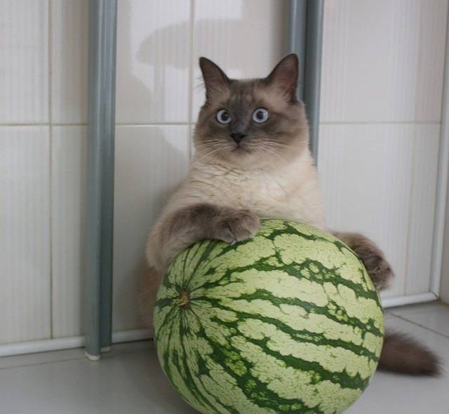 Acid Picdump (95 pics)