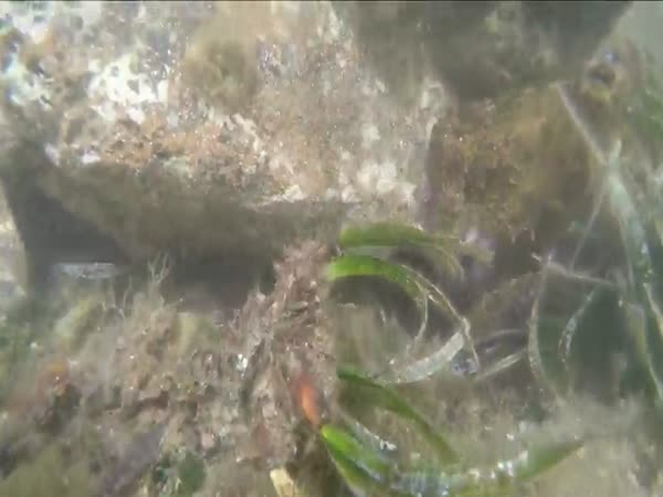Octopus Stole The Underwater Camera