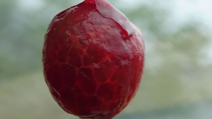 Terrifying Photos Of Peeled Fruits (17 pics)